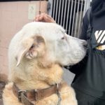 Mastin Jolijn, 11/2019, ca. 65 cm