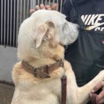 Mastin Jolijn, 11/2019, ca. 65 cm