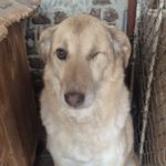 Mischling Juno, 01/2018, ca. 50 cm