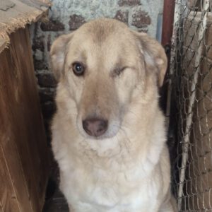 Mischling Juno, 01/2018, ca. 50 cm