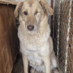 Mischling Juno, 01/2018, ca. 50 cm