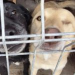 Mischling Juno, 01/2018, ca. 50 cm