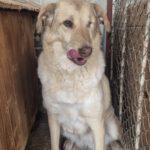 Mischling Juno, 01/2018, ca. 50 cm