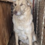 Mischling Juno, 01/2018, ca. 50 cm