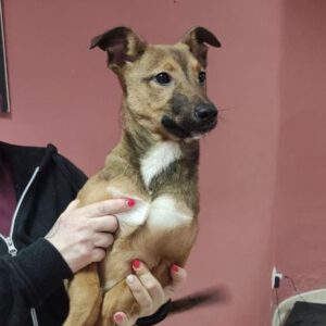 Mischling Jyn, 10/2025, Endgröße ca. 50- 60 cm