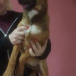 Mischling Jyn, 10/2025, Endgröße ca. 50- 60 cm