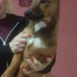 Mischling Jyn, 10/2025, Endgröße ca. 50- 60 cm