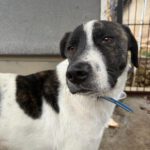 Mischling Kalle, 05/2024, Endgröße ca. 58 cm