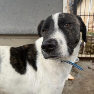 Mischling Kalle, 05/2024, Endgröße ca. 58 cm