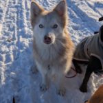 Pomsky Kay, 09/2024, ca. 40 cm, 04509 Krostitz