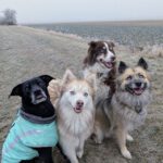 Pomsky Kay, 09/2024, ca. 40 cm, 04509 Krostitz