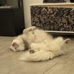 Pomsky Kay, 09/2024, ca. 40 cm, 04509 Krostitz