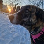 Mischling Kendall, 12/2022, ca. 60 cm, 39624 Kalbe