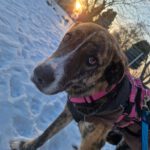 Mischling Kendall, 12/2022, ca. 60 cm, 39624 Kalbe