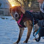 Mischling Kendall, 12/2022, ca. 60 cm, 39624 Kalbe