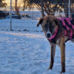 Mischling Kendall, 12/2022, ca. 60 cm, 39624 Kalbe