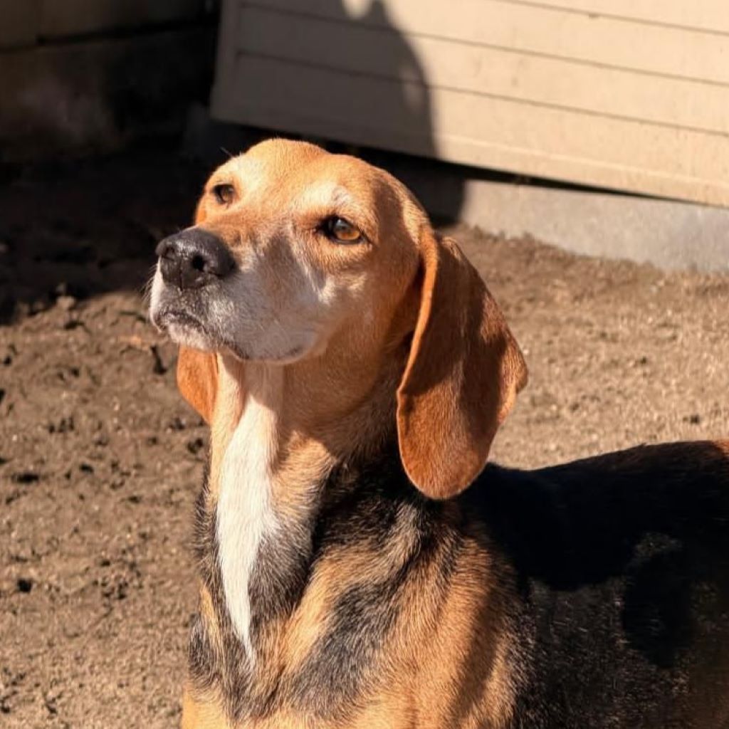 Sabueso Español Kira, 08/2020, ca. 50 cm