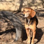 Sabueso Español Kira, 08/2020, ca. 50 cm