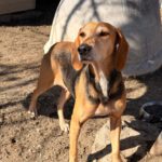 Sabueso Español Kira, 08/2020, ca. 50 cm