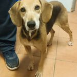 Sabueso Español Kira, 08/2020, ca. 50 cm