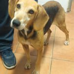 Sabueso Español Kira, 08/2020, ca. 50 cm