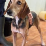 Sabueso Español Kira, 08/2020, ca. 50 cm