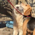 Sabueso Español Kira, 08/2020, ca. 50 cm