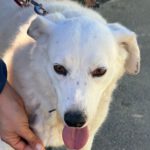 Mischling Laika, 05/2018, ca. 55 cm