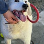 Mischling Laika, 05/2018, ca. 55 cm