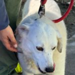 Mischling Laika, 05/2018, ca. 55 cm