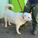 Mischling Laika, 05/2018, ca. 55 cm