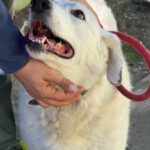 Mischling Laika, 05/2018, ca. 55 cm