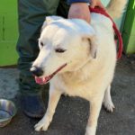 Mischling Laika, 05/2018, ca. 55 cm