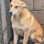 Mischling Lancelot, 04/2025,  Endgröße ca. 65 cm