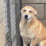 Mischling Lancelot, 04/2025,  Endgröße ca. 65 cm