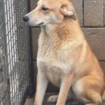 Mischling Lancelot, 04/2025,  Endgröße ca. 65 cm