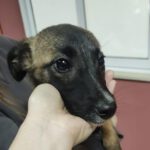 Mischling Leia, 10/2025, Endgröße ca. 50- 60 cm