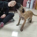 Mischling Leia, 10/2025, Endgröße ca. 50- 60 cm