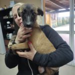 Mischling Leia, 10/2025, Endgröße ca. 50- 60 cm