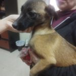 Mischling Leia, 10/2025, Endgröße ca. 50- 60 cm