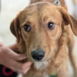 Mischling Lexi, 12/2024, ca. 45 cm