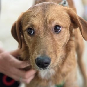 Mischling Lexi, 12/2024, ca. 45 cm