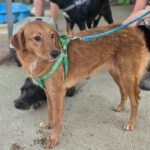 Mischling Lexi, 12/2024, ca. 45 cm