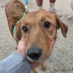 Mischling Lexi, 12/2024, ca. 45 cm