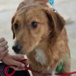 Mischling Lexi, 12/2024, ca. 45 cm