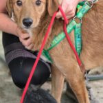 Mischling Lexi, 12/2024, ca. 45 cm