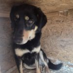 Mischling Lilo, 02/2022, ca. 43 cm