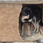 Mischling Lilo, 02/2022, ca. 43 cm