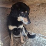 Mischling Lilo, 02/2022, ca. 43 cm