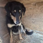 Mischling Lilo, 02/2022, ca. 43 cm